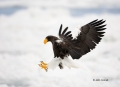 Stellers-Sea-Eagle;Eagle;Sea-Eagle;Haliaeetus-pelagicus;Birds-of-Prey;Curved-Bea
